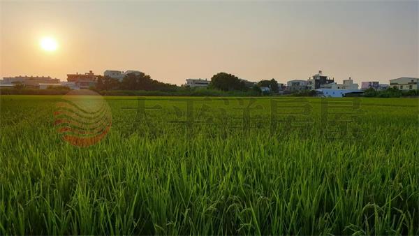 芭樂市美田地