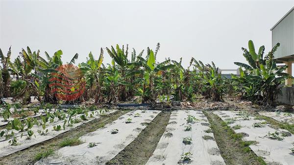 田中近員集路休閒農地