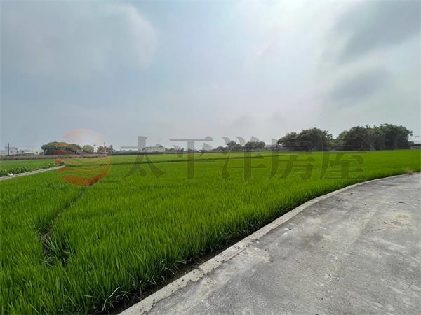 明星幼稚園漂亮田地