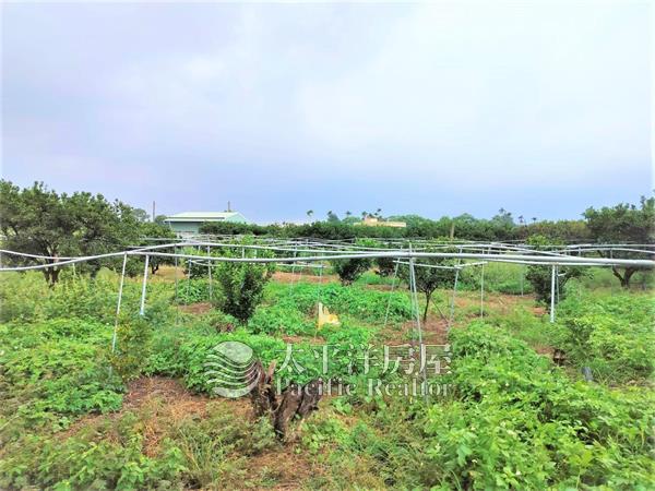 公老坪橘子園