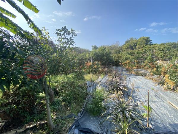 玉井九層林景觀休閒農地