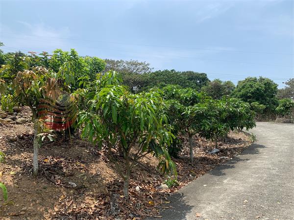 員林運動公園旁農地Ⅰ