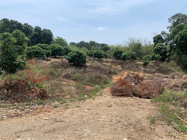員林運動公園旁農地Ⅱ