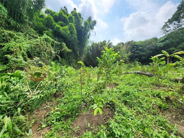 大溪信義路低總價美地1
