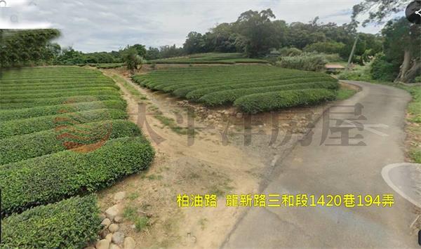 龍潭三和國小茶園