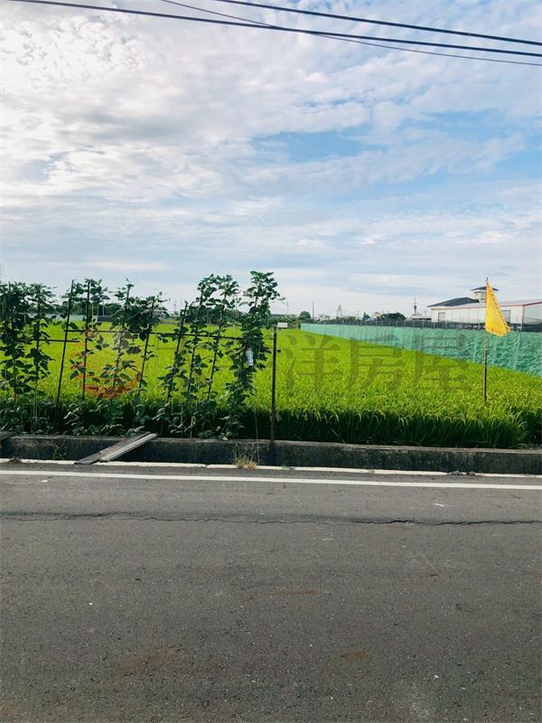 永靖東彰路旁田