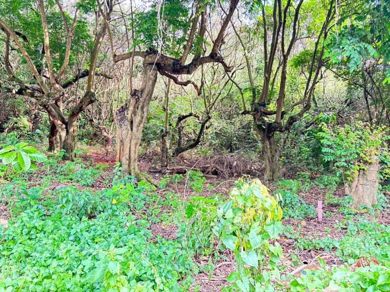 百果山出水巷農地