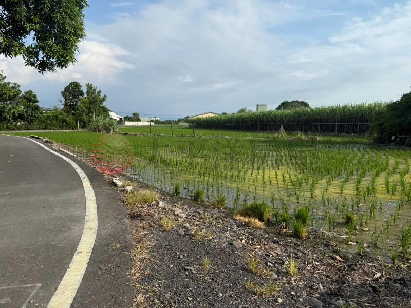 北斗興農路旁美田