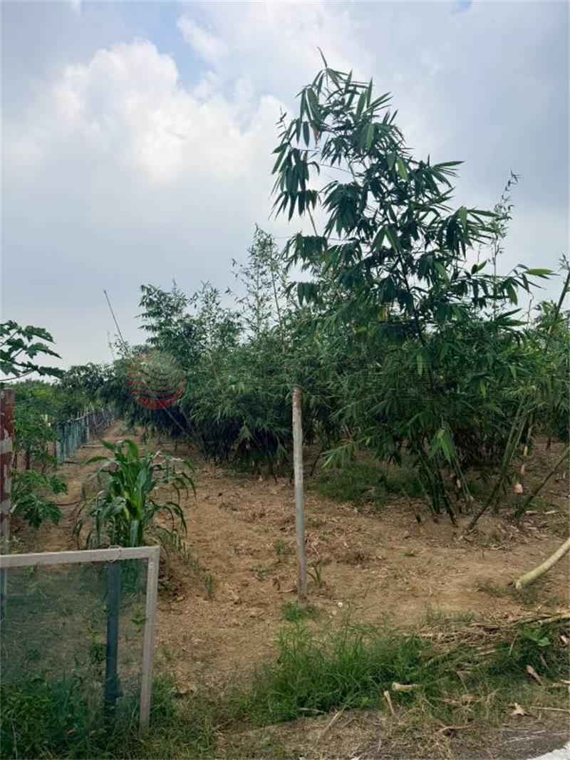 歸仁高鐵1分方正農地