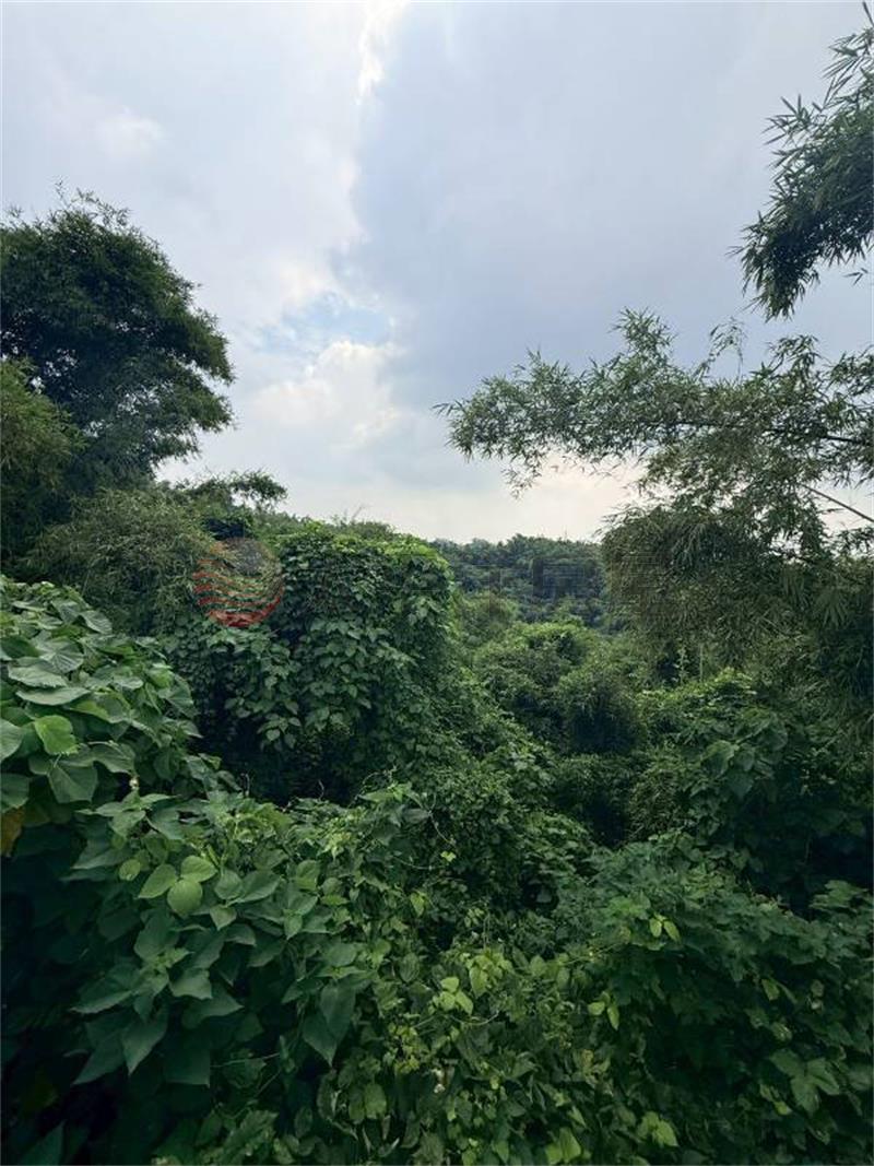 龍崎文衡殿2.6分山坡農保地D