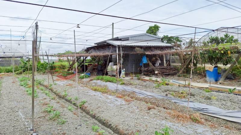 溪湖近湳底路開心農場(一)