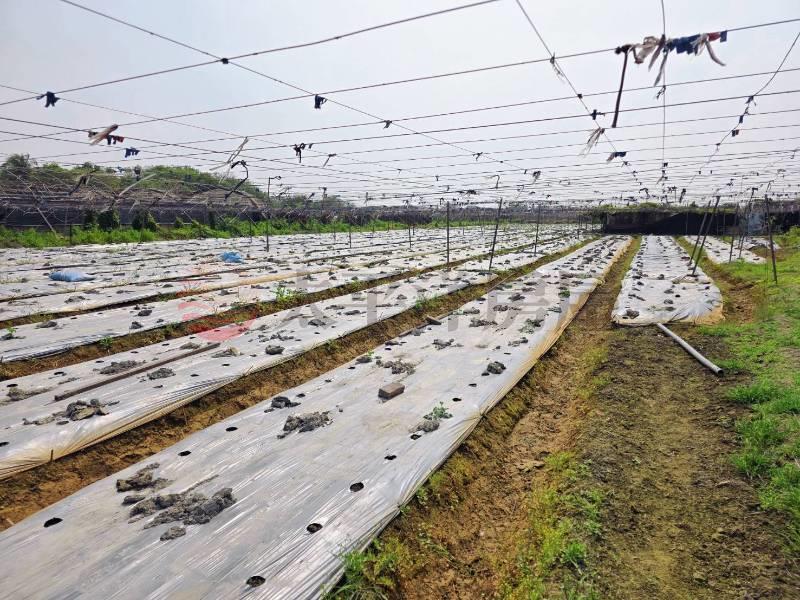 溪湖近湳底路開心農場(三)