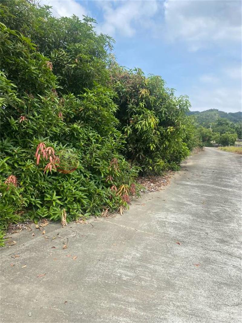 山腳段優美田地