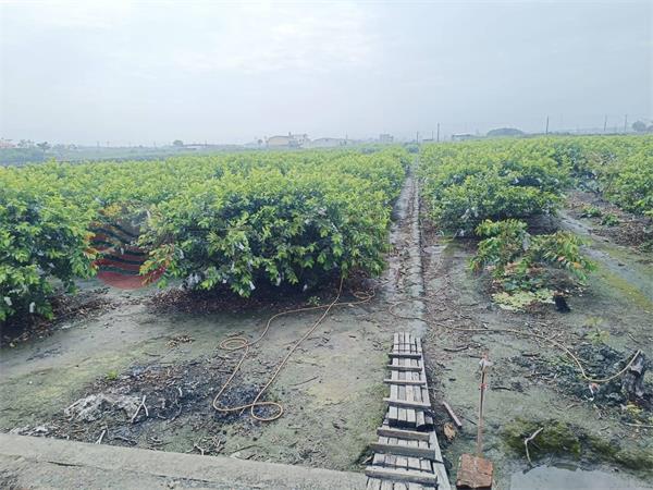 庄北段肥沃田