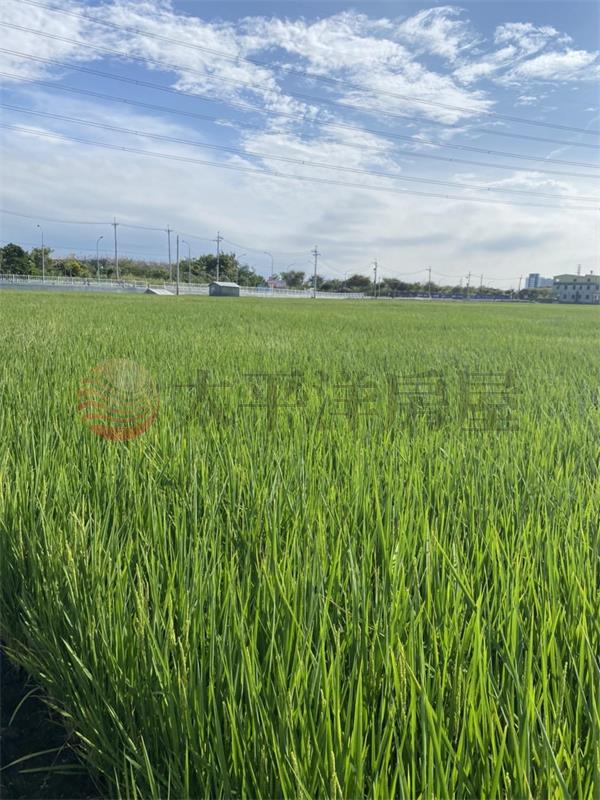社頭高鐵旁美田