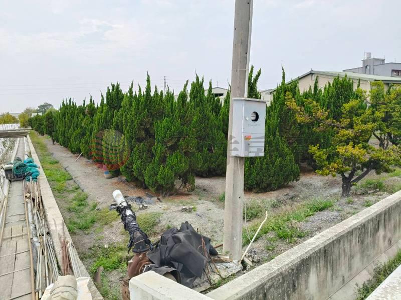 永靖東興段美田