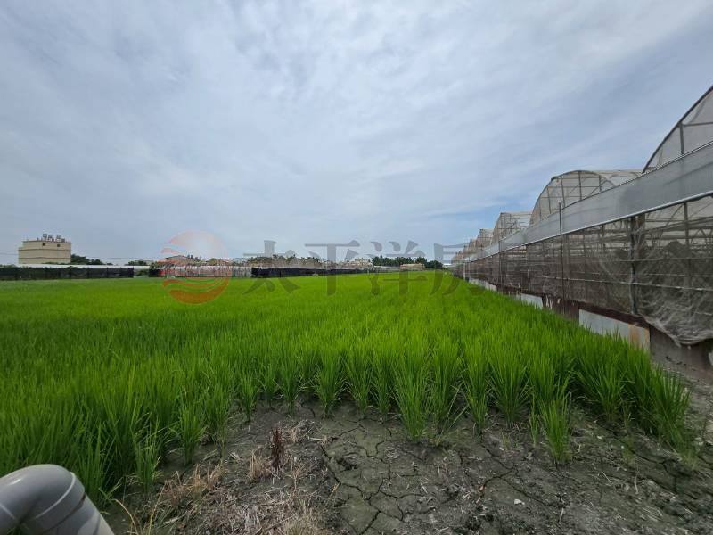 大村新興段優質田地(二)