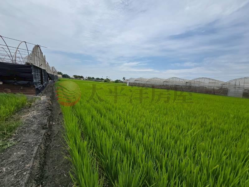 大村新興段優質田地(一)
