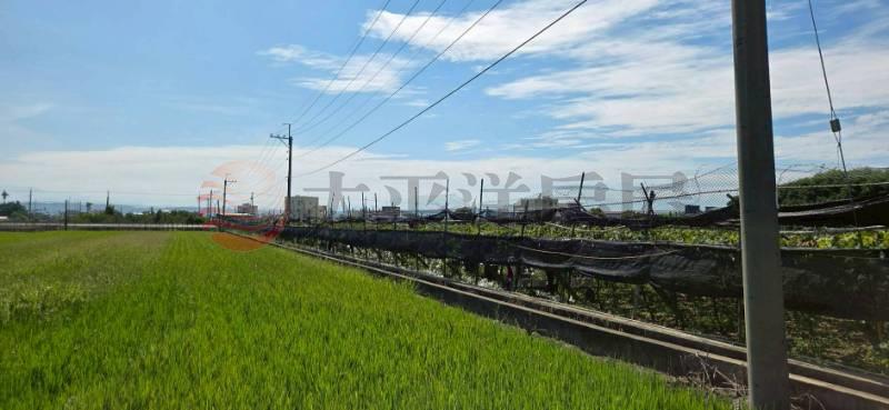 大村國道旁大地坪葡萄園農地