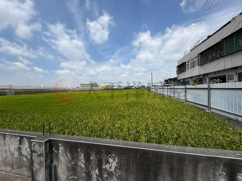 大村茄苳路旁美田
